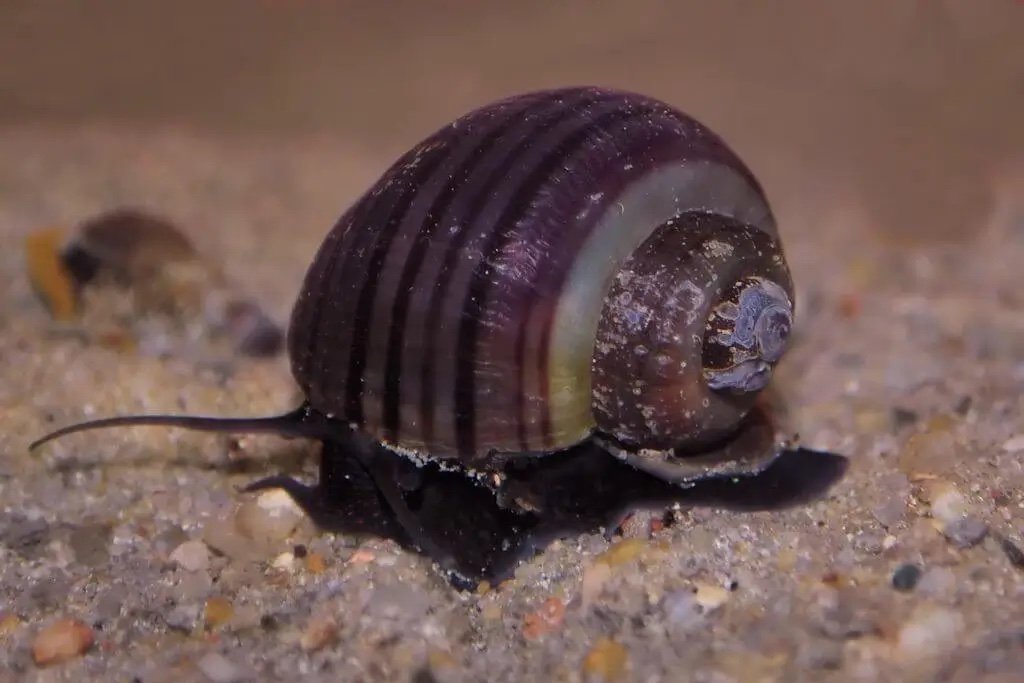 Balanoid apple snail