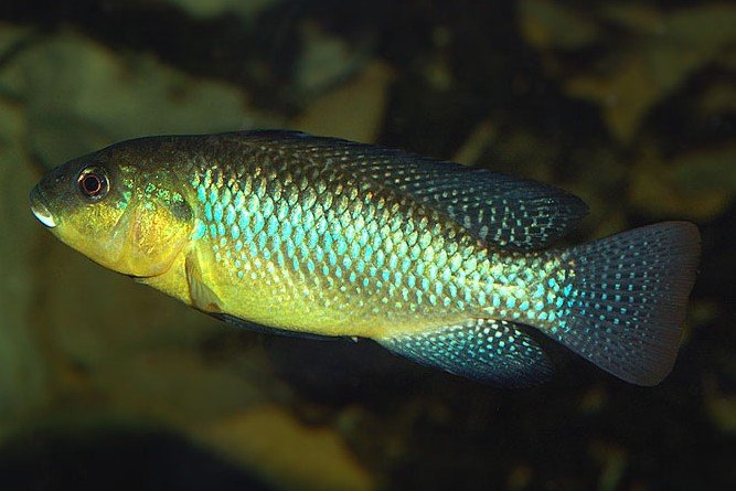 Sodacichlide