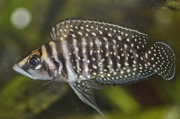 Zwarte calvus