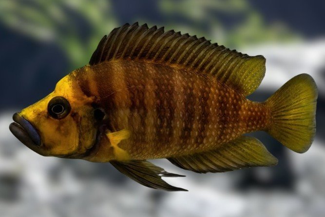 Compressiceps-cichlide