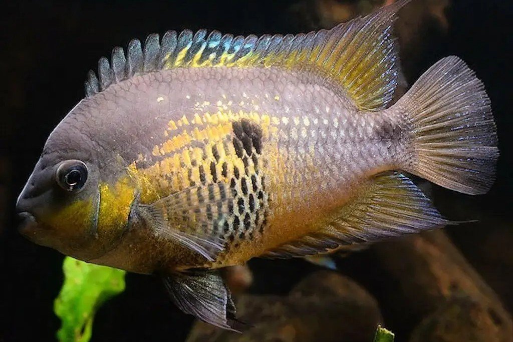 Myrna’s cichlide