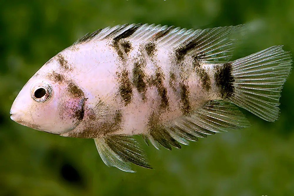 Gemarmerde zebracichlide