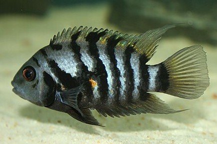 Amatitlania nigrofasciata