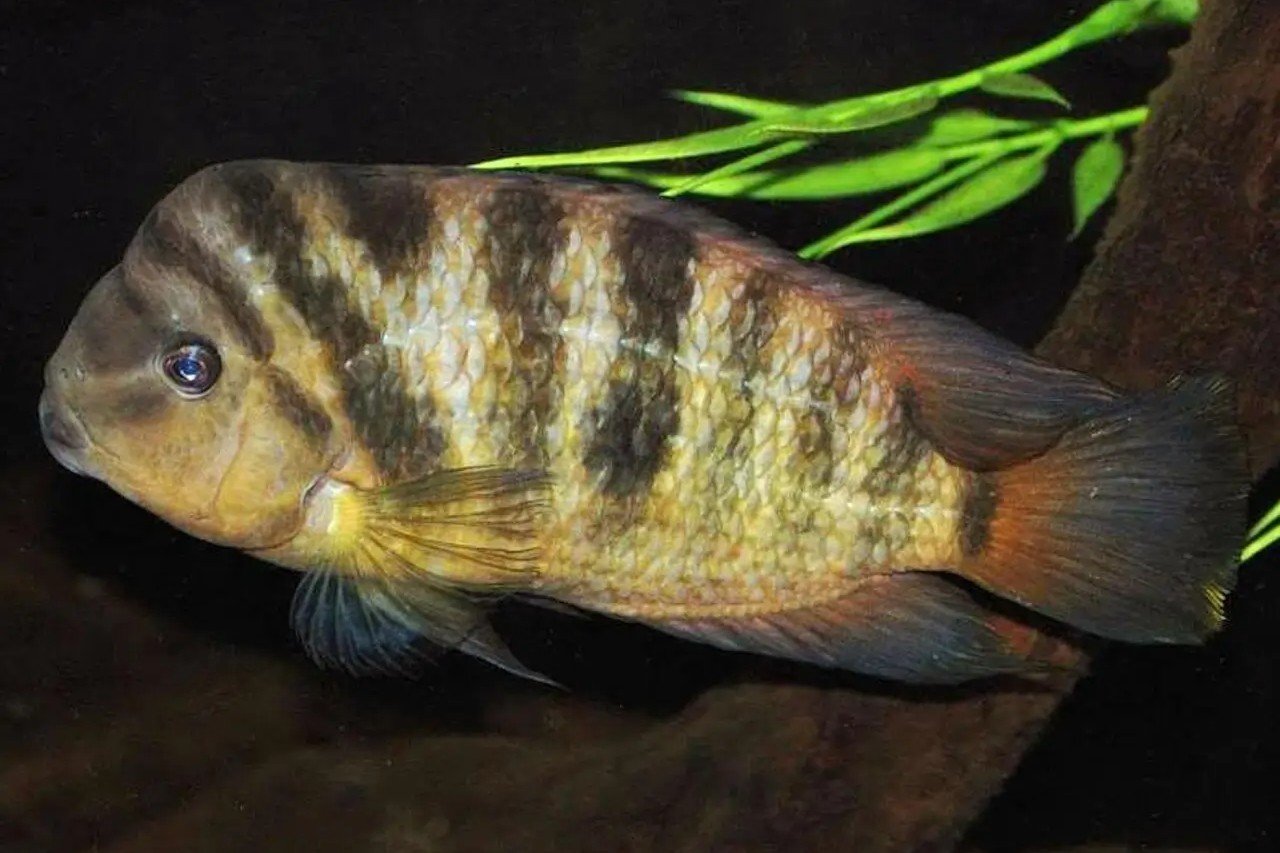 Hondurese zebracichlide