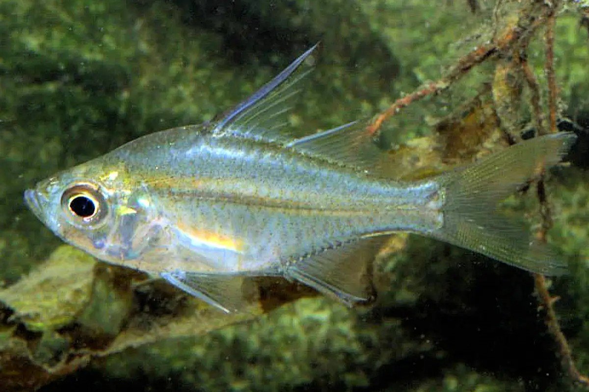 Long-spined glass perchlet