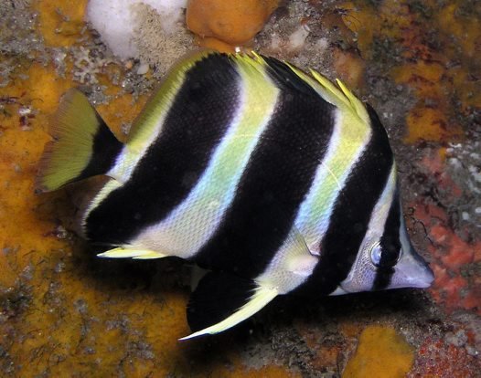 Lord Howe Island butterflyfish