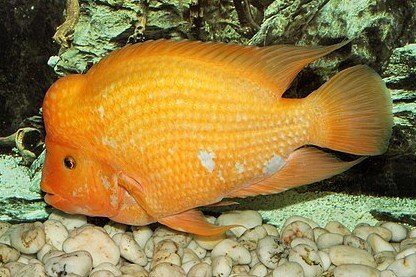 Amphilophus citrinellus