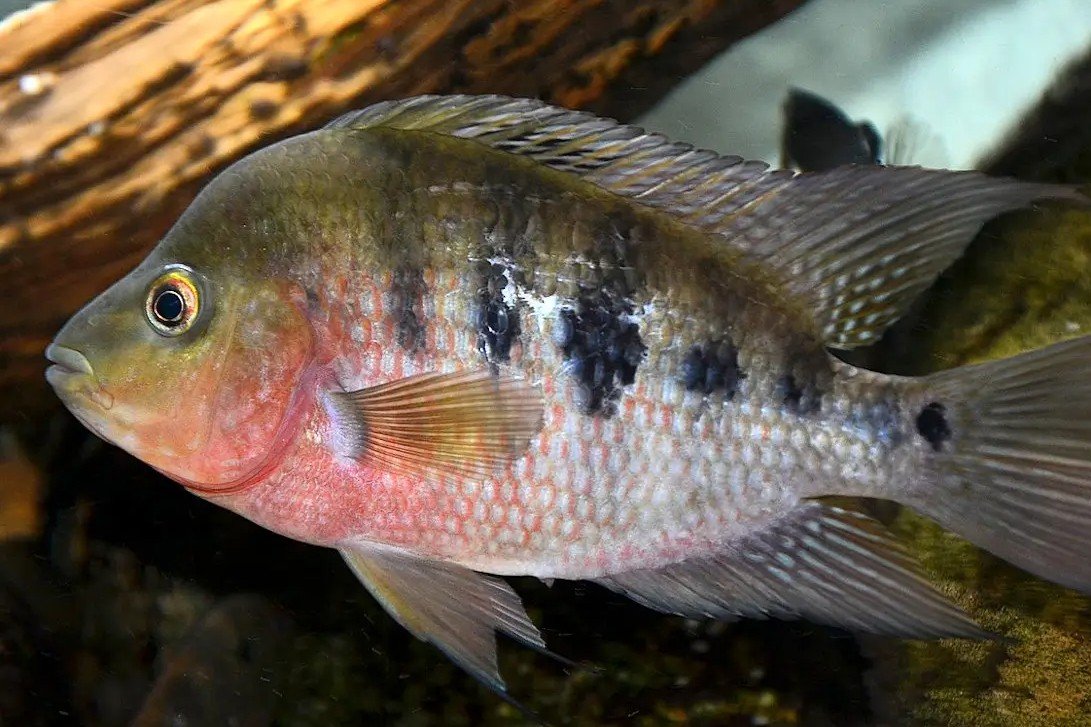 Harlekijncichlide
