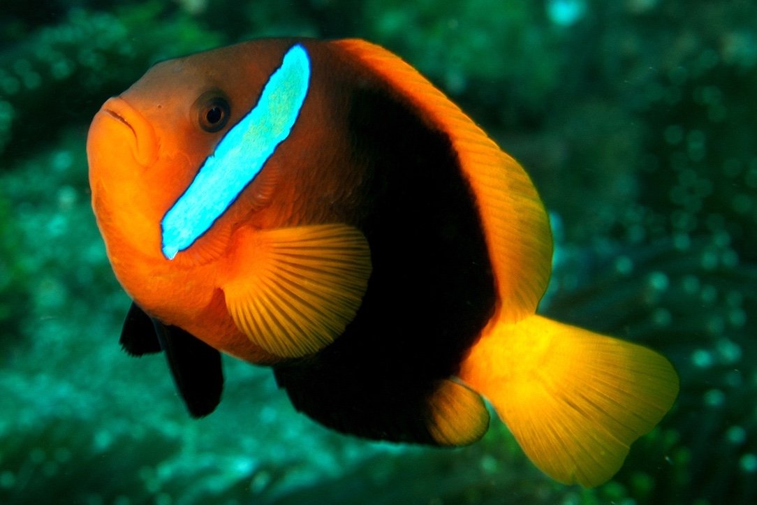 Dusky anemonefish