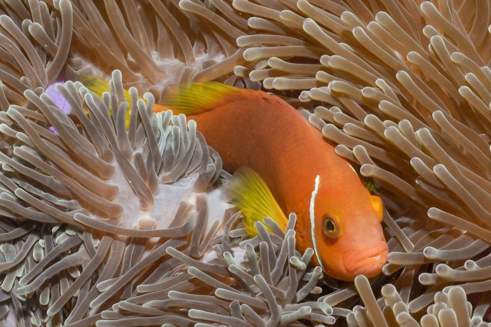 Maldive anemonefish