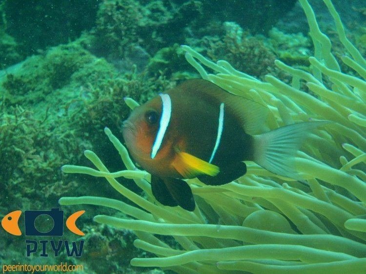 Oman anemonefish
