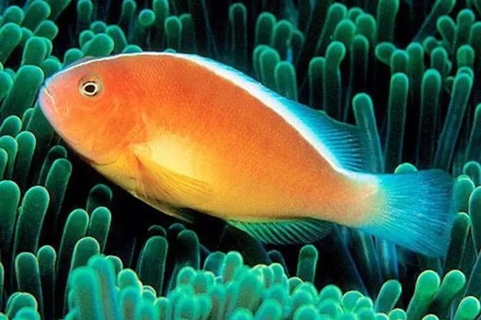 Pacific anemonefish