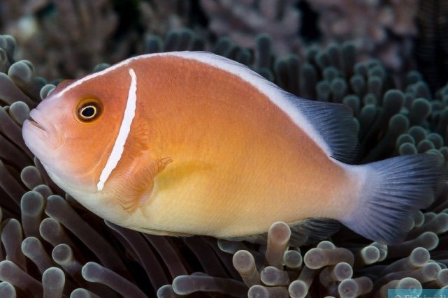 Pink anemonefish