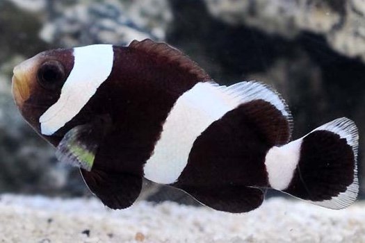 Saddleback clownfish