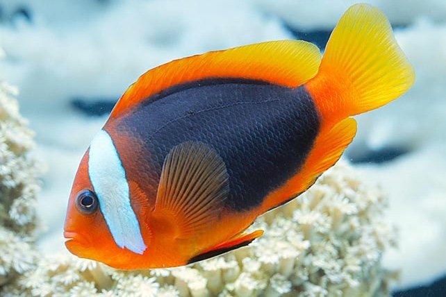 Australian clownfish