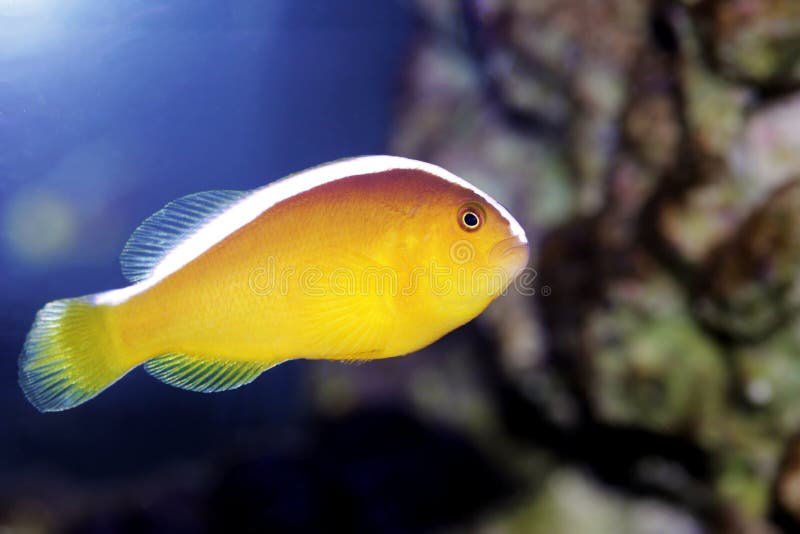 Yellow Clownfish