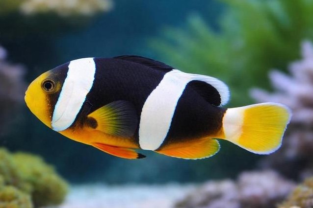 Sebae anemonefish