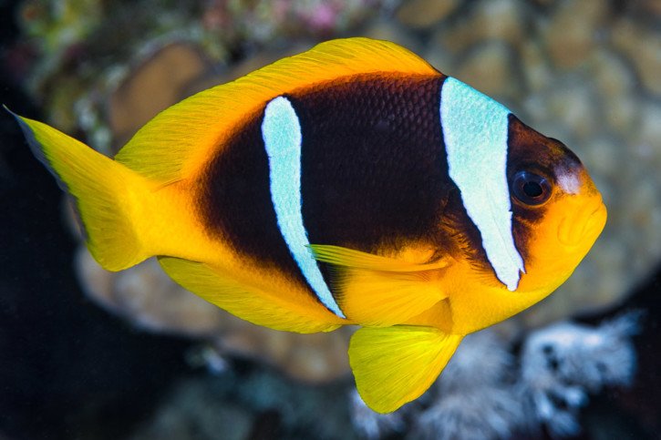 Thielle’s anemonefish