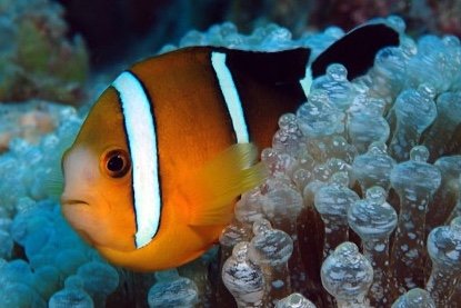 Maroon clownfish