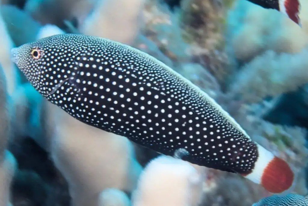 Red-tail wrasse