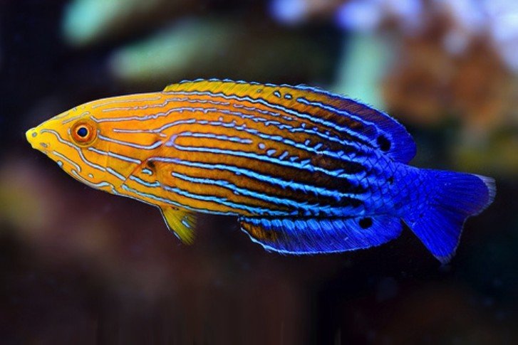 Orange-and-blue-striped tamarin wrasse