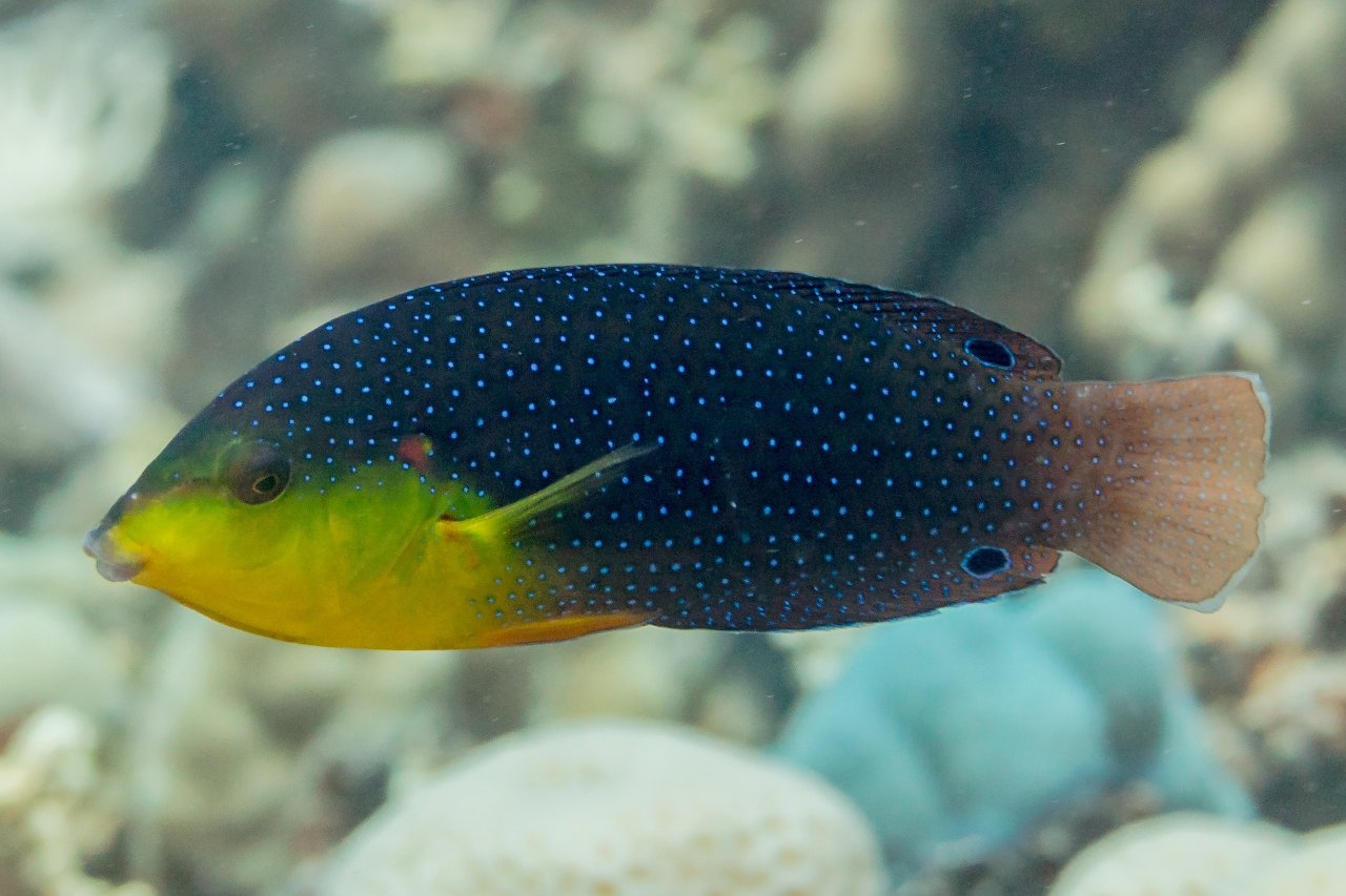 Yellowbreasted wrasse