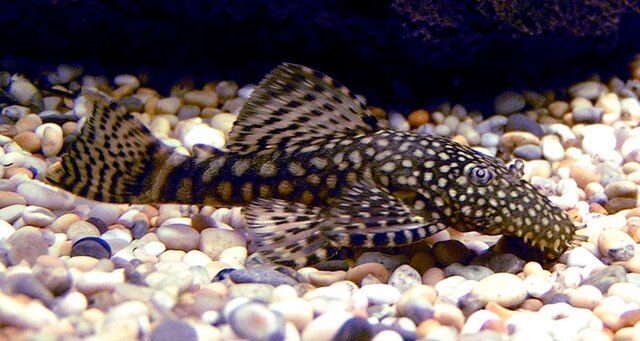 Ancistrus temminckii