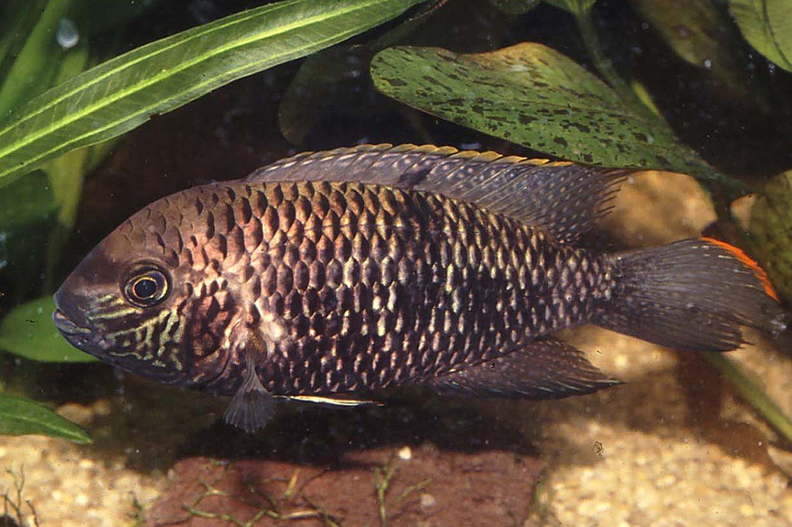 Andinoacara biseriatus