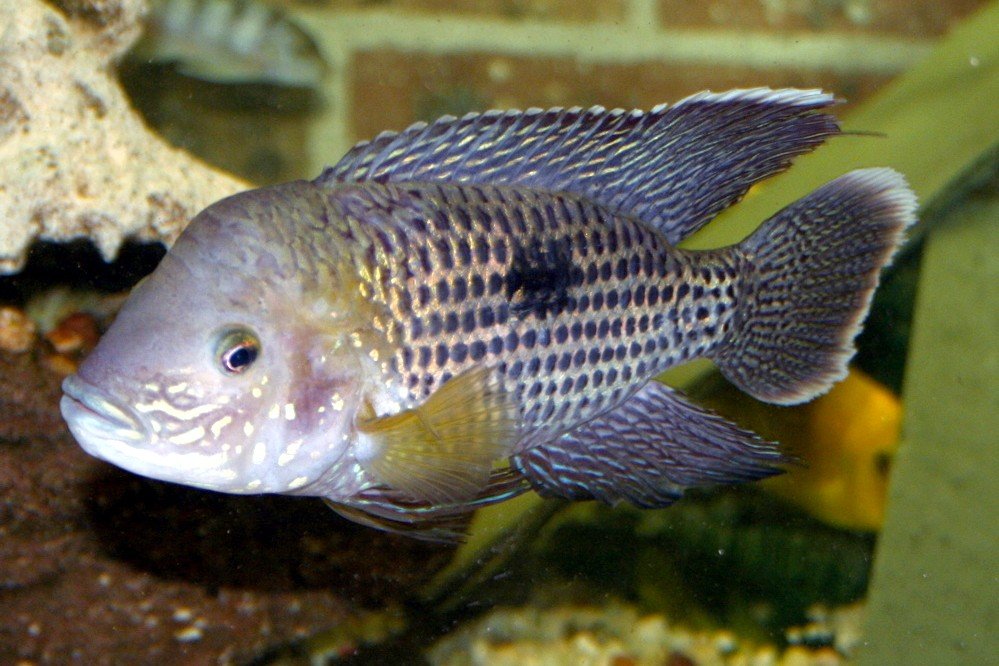 Andinoacara blombergi