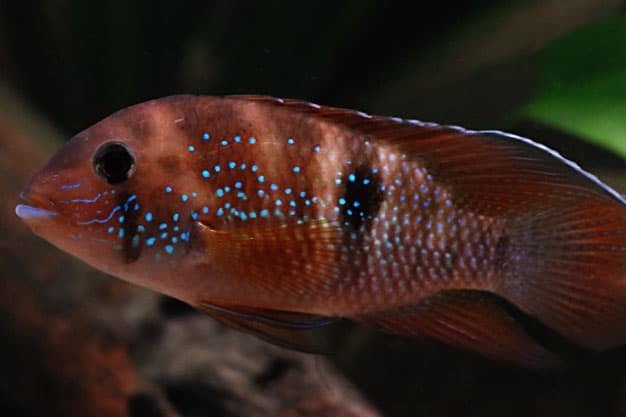Blauwgevlekte acara