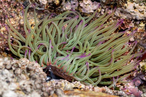 Groene zeeanemoon