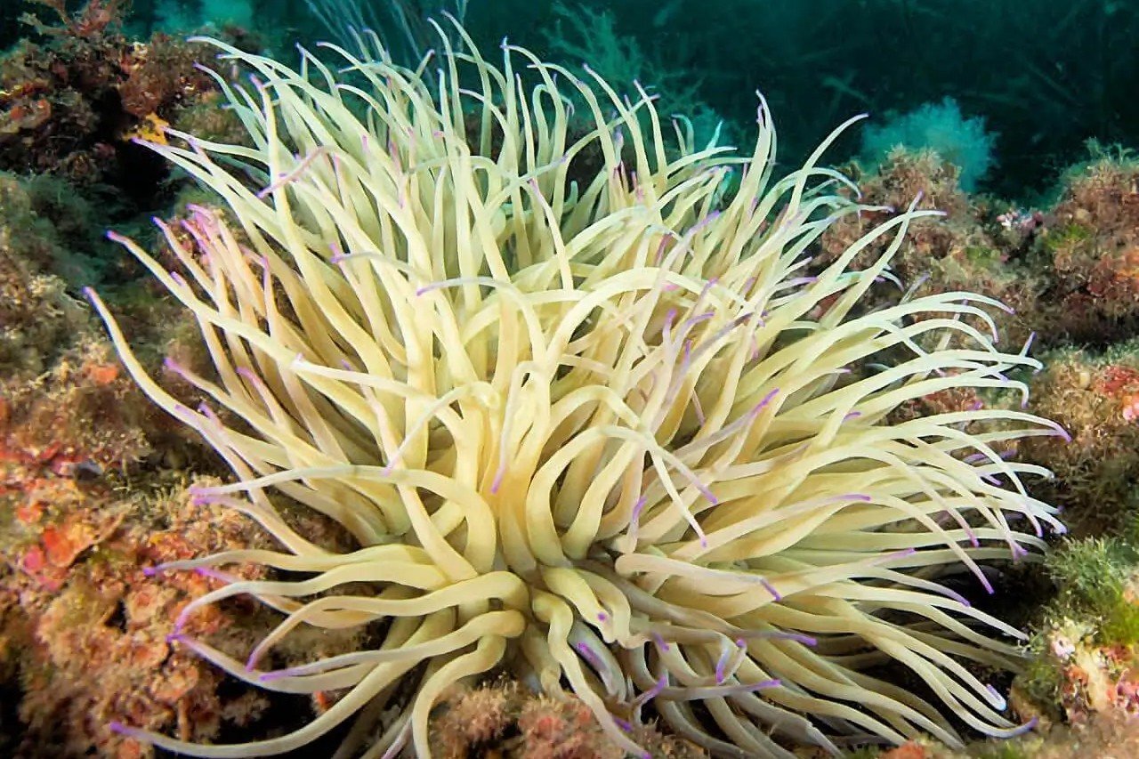 Groene zeeanemoon