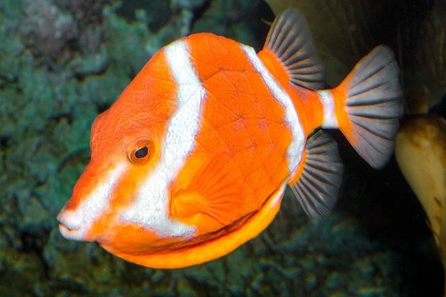 Australian boxfish