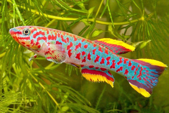 Aphyosemion gardneri