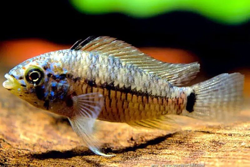 Apistogramma caetei