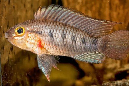 Bujurqui