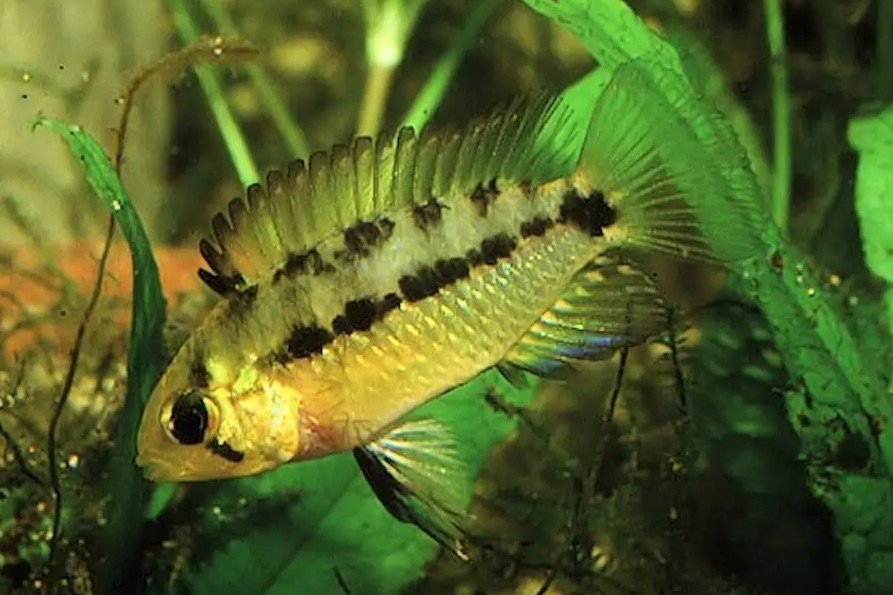 Apistogramma commbrae