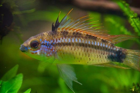 Apistogramma strawberry