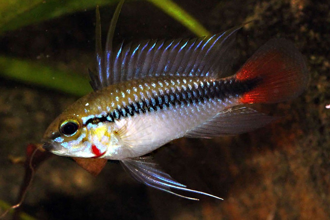 Apistogramma erythrura