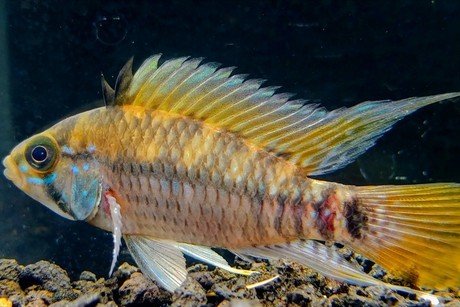 Apistogramma eunotus