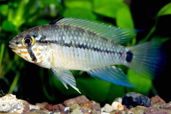Apistogramma geisleri