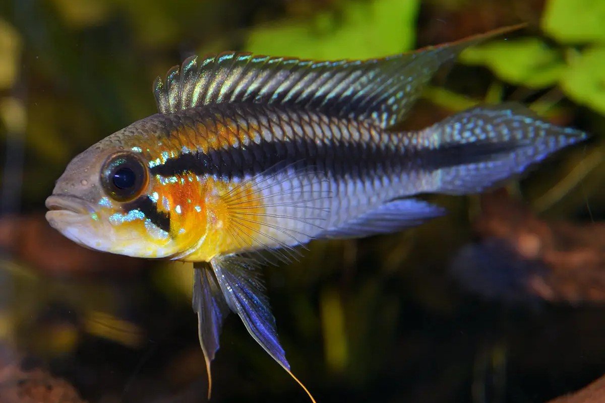 Apistogramma met rode rand