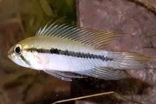 Apistogramma gibbiceps