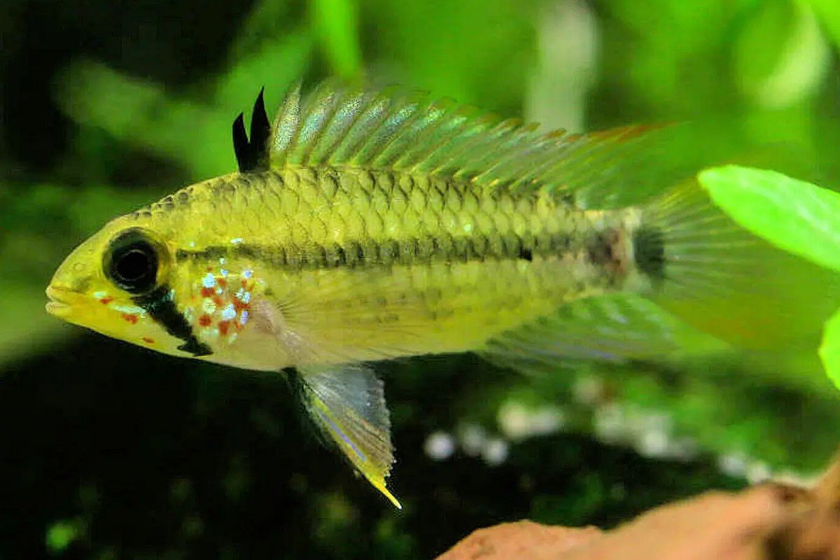 Apistogramma gossei