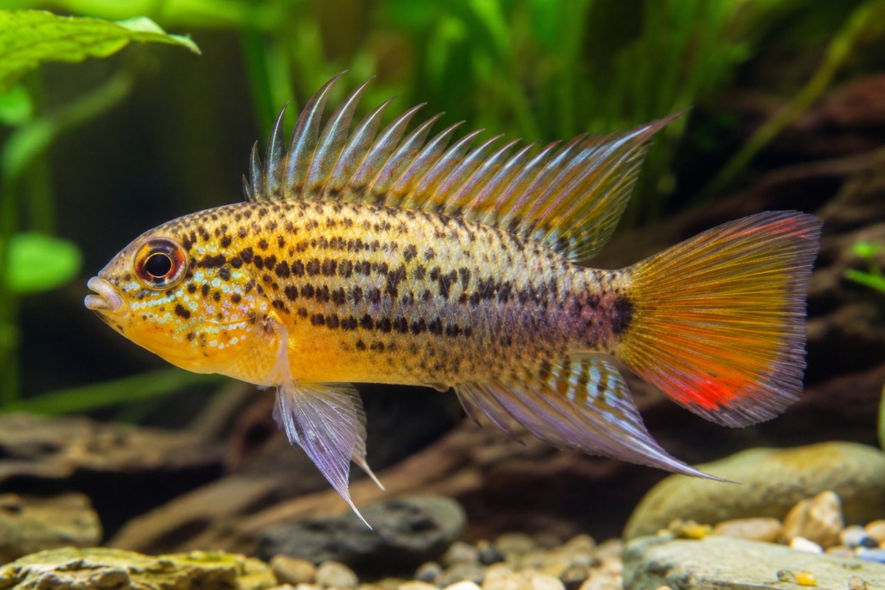 Apistogramma guttata