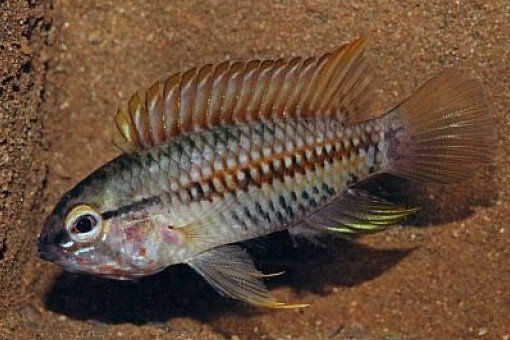 Apistogramma helkeri