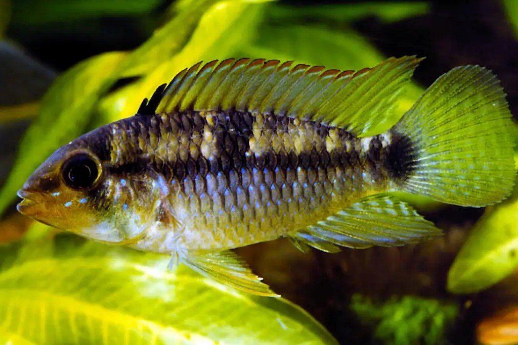 Apistogramma hippolytae