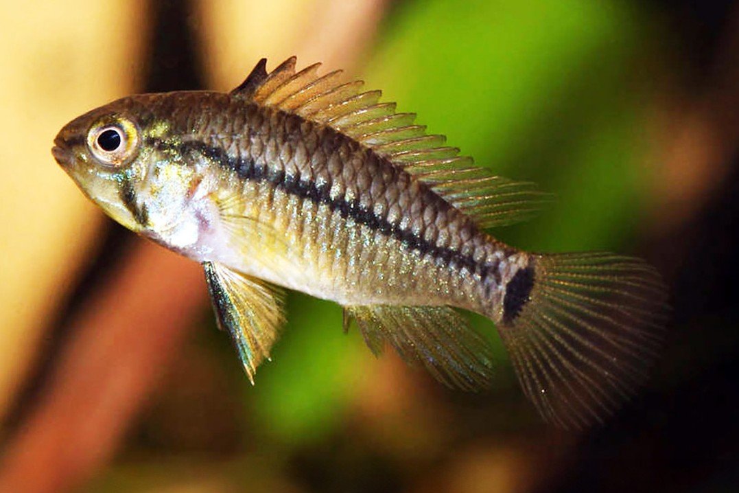 Apistogramma huascar