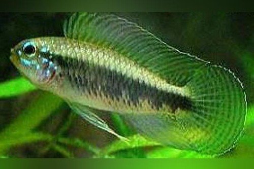Apistogramma iniridae