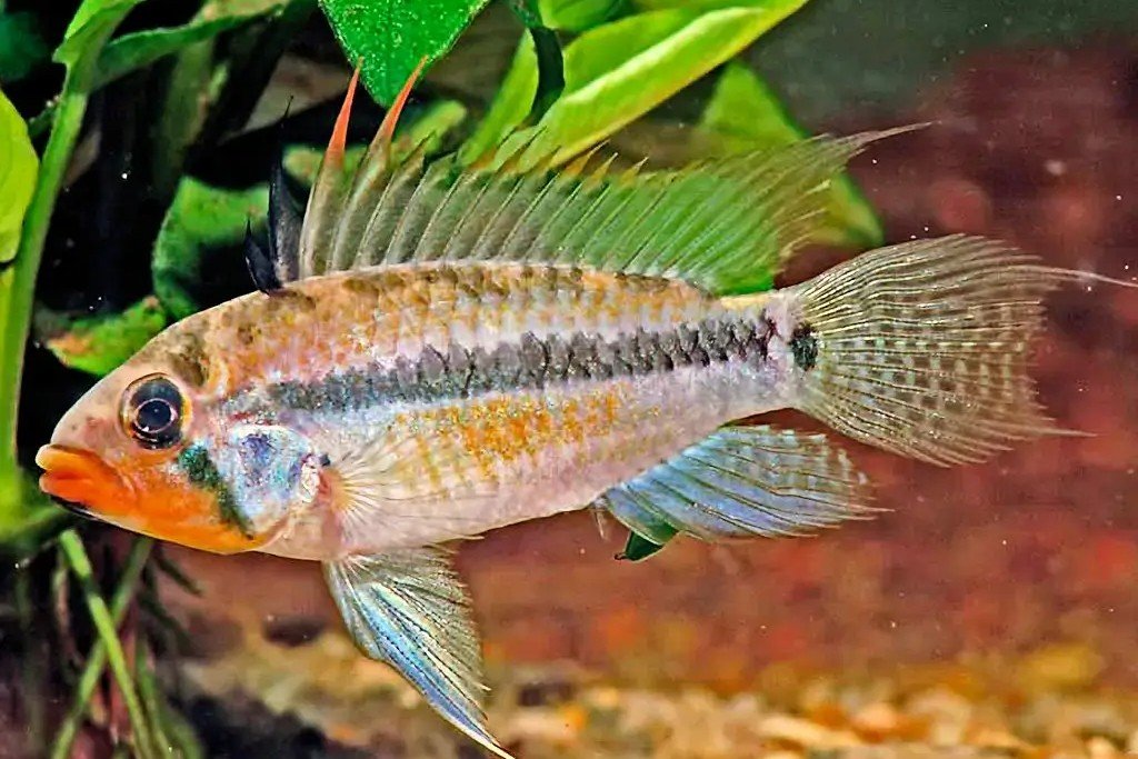 Apistogramma juruensis